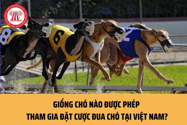 Giống chó nào được phép tham gia đặt cược đua chó tại Việt Nam? Sử dụng chó không được phép bị phạt như thế nào?