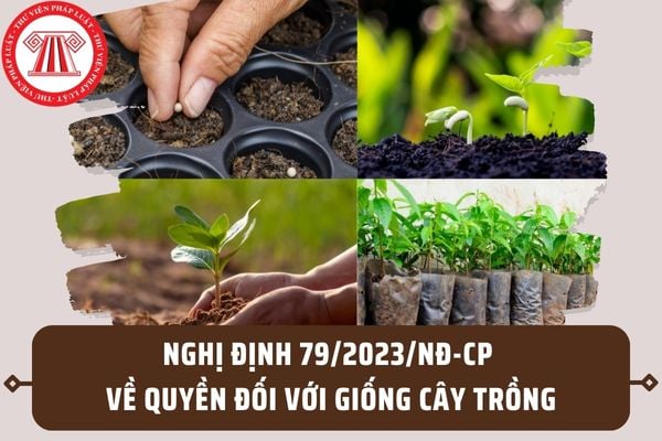 Nghị định 79/2023/NĐ-CP hướng dẫn Luật Sở hữu trí tuệ về quyền đối với giống cây trồng ra sao?