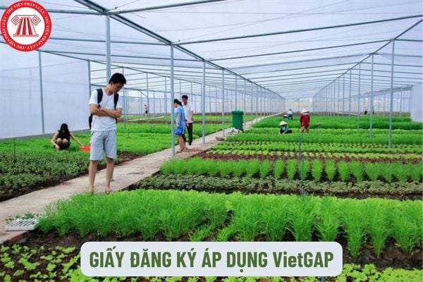 Mẫu Giấy đăng ký áp dụng VietGAP theo quy định hiện hành là mẫu nào? Xây dựng dự án áp dụng VietGAP được hỗ trợ từ ngân sách Nhà nước như thế nào?