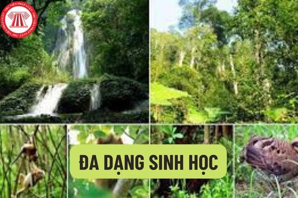 Bảo tồn đa dạng sinh học là gì? 
