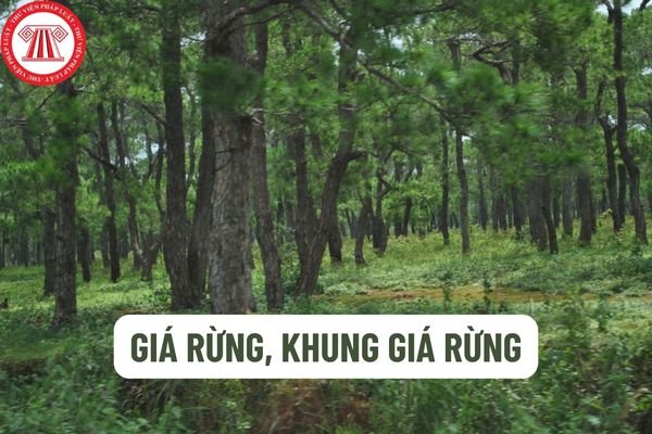 Cơ quan nào có thẩm quyền ban hành khung giá rừng? Cách xác định khung giá rừng như thế nào?