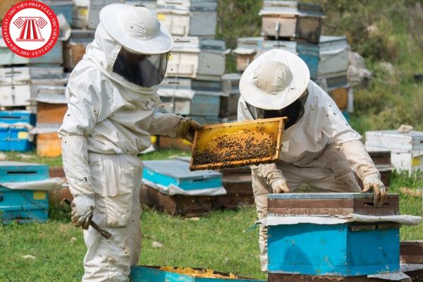 Nội dung Chương trình giám sát vệ sinh thú y và an toàn thực phẩm đối với mật ong là gì?