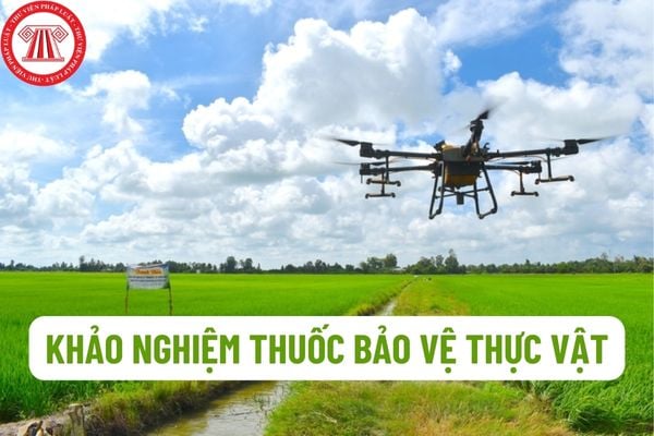 Thực hiện khảo nghiệm thuốc bảo vệ thực vật dựa trên nguyên tắc nào? Thực hiện khảo nghiệm thuốc bảo vệ thực vật như thế nào?