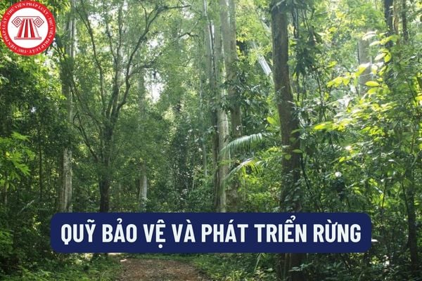 Lập kế hoạch tài chính, báo cáo tài chính, quyết toán Quỹ Bảo vệ và phát triển rừng như thế nào?