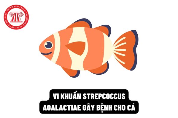 Vi khuẩn Strepcoccus agalactiae thường gây bệnh ở loài cá nào? Khoản thời gian nào trong năm cá mắc bệnh nhiều nhất?