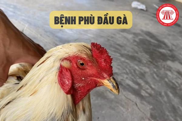 Bệnh phù đầu gà