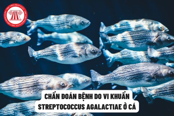 Chẩn đoán bệnh do vi khuẩn Streptococcus Agalactiae ở cá