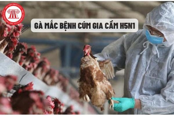 Các triệu chứng của bệnh cúm h5n1 ở gà để bạn biết và xử lý kịp thời