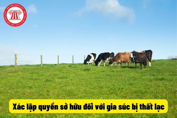 Xác lập quyền sở hữu đối với gia súc bị thất lạc