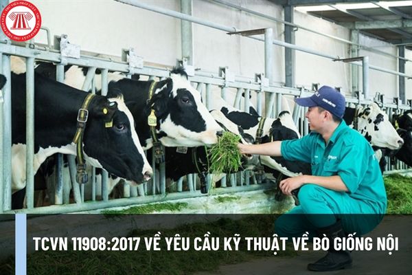 TCVN 11908:2017 về yêu cầu kỹ thuật về bò giống nội như thế nào? Phương pháp xác định các chỉ tiêu ra sao?