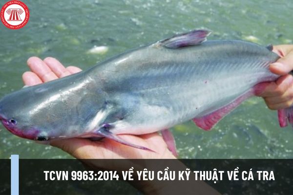 Tiêu chuẩn quốc gia TCVN 9963:2014 về yêu cầu kỹ thuật về cá tra như thế nào? Lấy mẫu kiểm tra kỹ thuật về cá tra như thế nào?