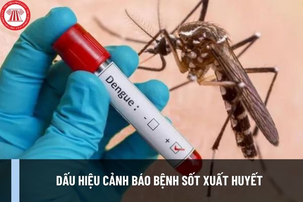 Dấu hiệu cảnh báo bệnh sốt xuất huyết là gì? Diễn biến của bệnh sốt xuất huyết diễn ra như thế nào?