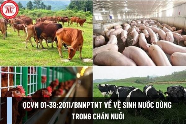 QCVN 01-39:2011/BNNPTNT về vệ sinh nước dùng trong chăn nuôi? Tiêu chuẩn nước dùng trong chăn nuôi ra sao?