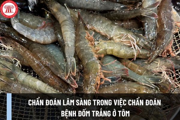 Tiêu chuẩn quốc gia TCVN 8710-3:2019 yêu về việc chẩn đoán lâm sàng trong việc chẩn đoán bệnh đốm trắng ở tôm do vi rút?