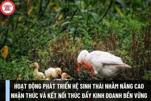 Các hoạt động phát triển hệ sinh thái nhằm nâng cao nhận thức và kết nối thúc đẩy kinh doanh bền vững là những hoạt động nào?