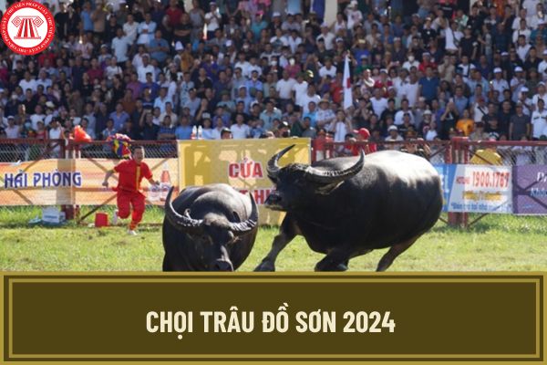 Chọi trâu đồ sơn 2024 bắt đầu và kết thúc vào ngày nào? Lễ hội chọi trâu đồ sơn 2024 năm thứ bao nhiêu?