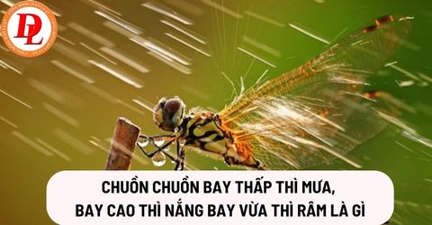 chuon-chuon-bay-thap-thi-mua