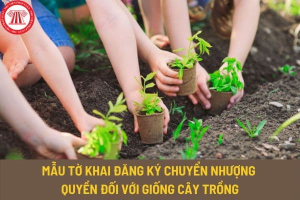 Mẫu tờ khai đăng ký chuyển nhượng quyền đối với giống cây trồng mới nhất 2023? Tải mẫu tờ khai về ở đâu?