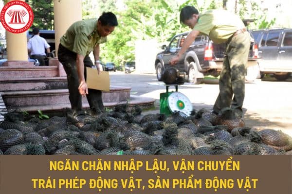 Chỉ thị 29/CT-TTg 2023, về việc ngăn chặn nhập lậu, vận chuyển trái phép động vật, sản phẩm động vật thế nào?