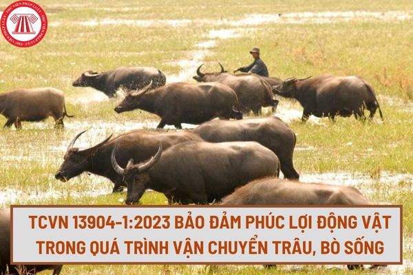 TCVN 13904-1:2023 yêu cầu để bảo đảm phúc lợi động vật trong quá trình vận chuyển trâu, bò sống như thế nào?
