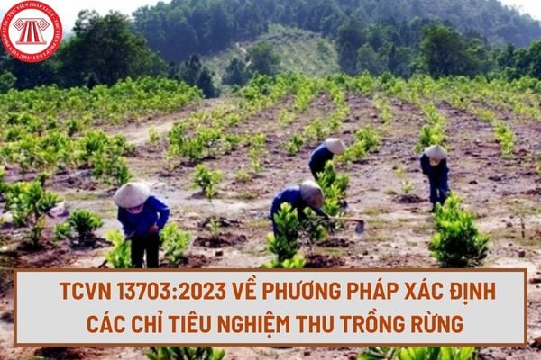 Tiêu chuẩn quốc gia TCVN 13703:2023 về phương pháp xác định các chỉ tiêu nghiệm thu trồng rừng như thế nào?