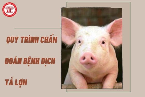 Tiêu chuẩn quốc gia TCVN 5273:2010 về bệnh động vật, quy trình chẩn đoán bệnh dịch tả lợn như thế nào?