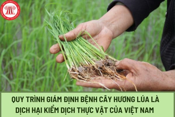Quy chuẩn kỹ thuật Quốc gia QCVN 01-33:2010/BNNPTNT về quy trình giám định bệnh cây hương lúa là dịch hại kiểm dịch thực vật của Việt Nam ra sao?