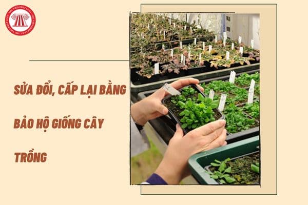 Trình tự, thủ tục sửa đổi, cấp lại Bằng bảo hộ giống cây trồng như thế nào? Bằng bảo hộ giống cây trồng có hiệu lực khi nào?