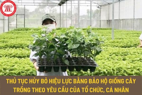 Thủ tục hủy bỏ hiệu lực bằng bảo hộ giống cây trồng theo yêu cầu của tổ chức, cá nhân như thế nào?