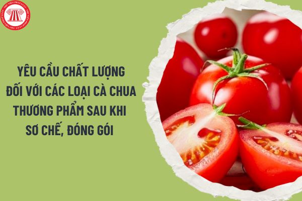 Tiêu chuẩn Việt Nam TCVN 4845:2007 yêu cầu chất lượng đối với các loại cà chua thương phẩm sau khi sơ chế, đóng gói và được dùng dưới dạng quả tươi?