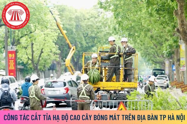 Công tác cắt tỉa hạ độ cao cây bóng mát trên địa bàn thành phố Hà Nội