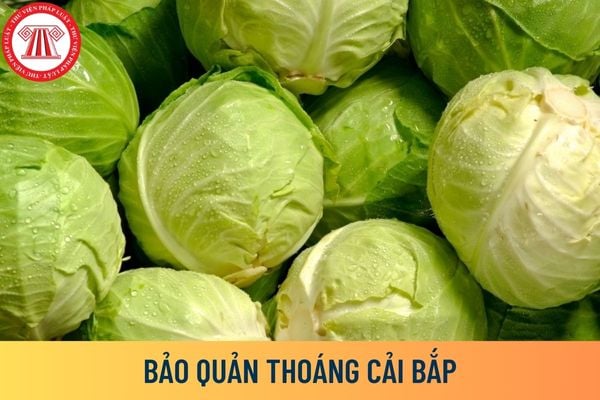 bảo quản thoáng cải bắp