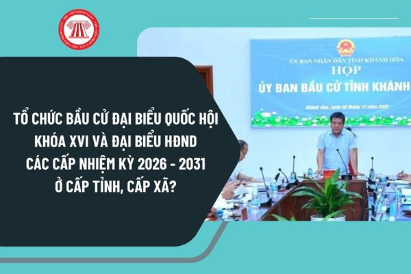 Pháp luật