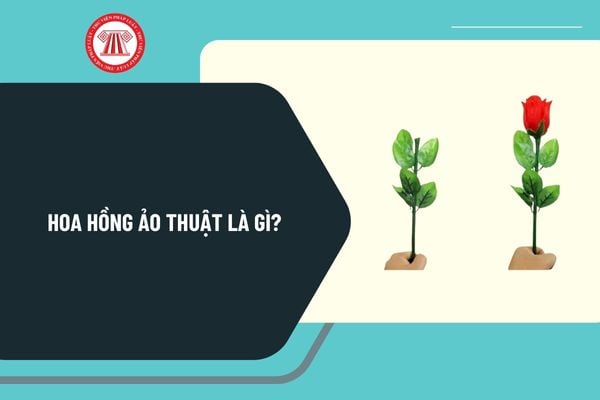 Bông hoa hồng ảo thuật là gì? Hoa hồng ảo thuật là gì? Quy định cấm trong hoạt động nghệ thuật biểu diễn ảo thuật?