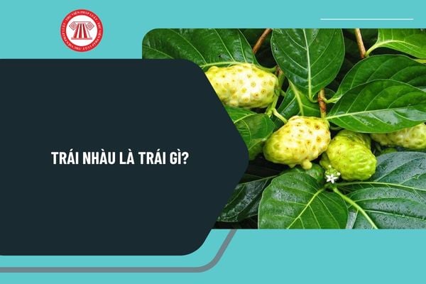 Pháp luật
