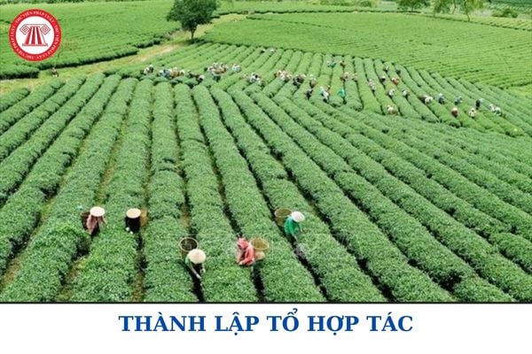 Tổ hợp tác