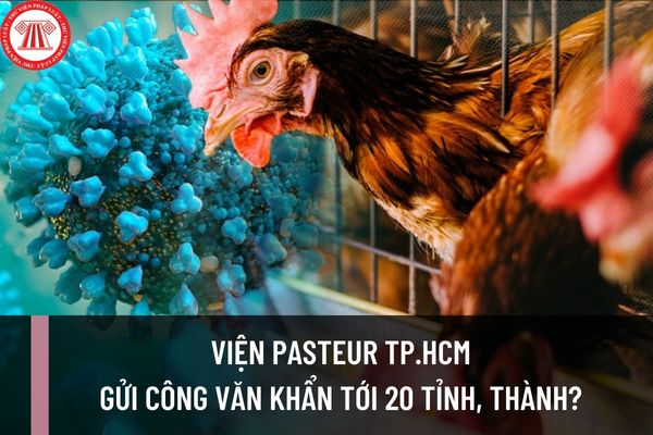 Campuchia có ca tử vong vì dịch cúm gia cầm H5N1, Viện Pasteur TP.HCM gửi công văn khẩn tới 20 tỉnh, thành?