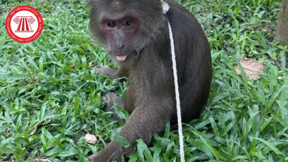 Pháp luật