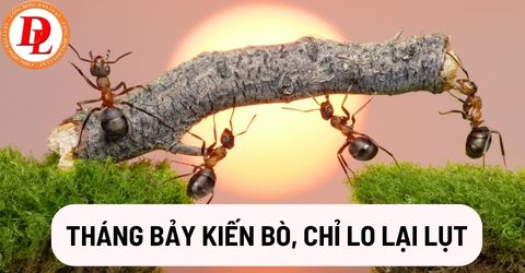 thang-bay-kien-bo