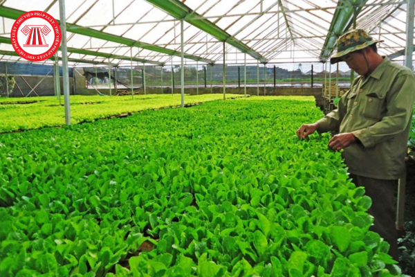 Kiểm tra nghiệp vụ giám định quyền đối với giống cây trồng