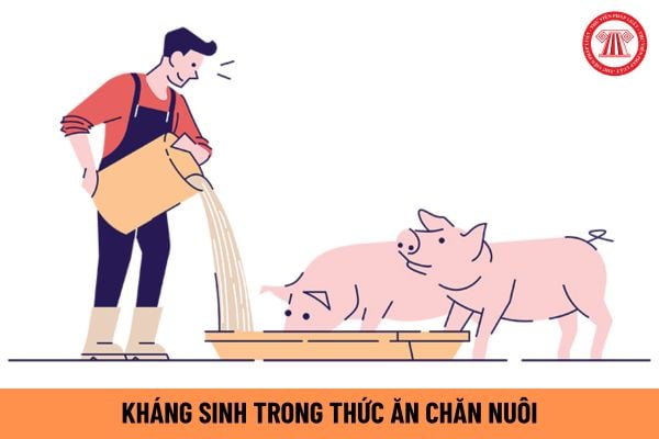 kháng sinh trong thức ăn chăn nuôi