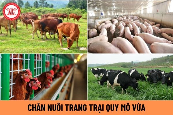 Chăn nuôi từ bao nhiêu đơn vị vật nuôi thì được xem là chăn nuôi trang trại quy mô vừa? Chăn nuôi trang trại quy mô vừa phải đáp ứng các điều kiện nào?