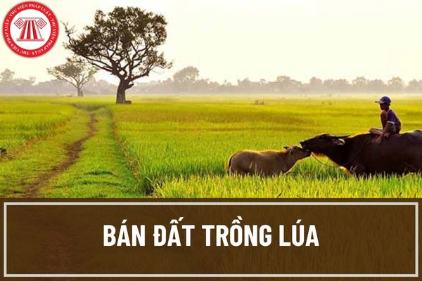 Bán đất trồng lúa thì có cần xin giấy xác nhận hộ gia đình, cá nhân trực tiếp sản xuất nông nghiệp hay không?