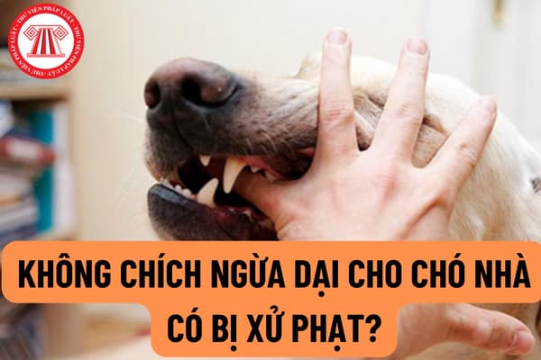 Lời khuyên để ngăn ngừa chó bị bệnh dại?
