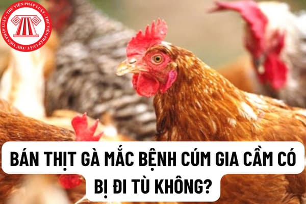 Quy định phòng bệnh Cúm gia cầm bắt buộc bằng vắc-xin? Bán thịt gà mắc bệnh cúm gia cầm có bị đi tù không?