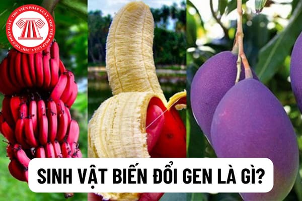 Sinh vật biến đổi gen? Giấy chứng nhận an toàn sinh học đối sinh vật biến đổi gen? 