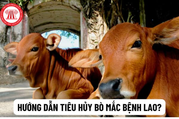 Tìm hiểu về bệnh lao bò và cách phòng ngừa