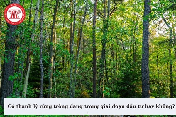 Có thanh lý rừng trồng đang trong giai đoạn đầu tư hay không? 04 nguyên tắc thanh lý rừng trồng là gì?