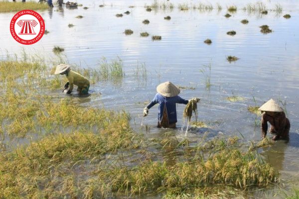 Mẫu đơn đề nghị hỗ trợ thiệt hại đối với cây trồng do thiên tai là mẫu nào?