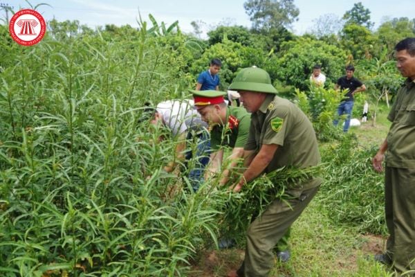 Trồng cây cần sa có bị phạt tiền theo quy định của pháp luật hay không?